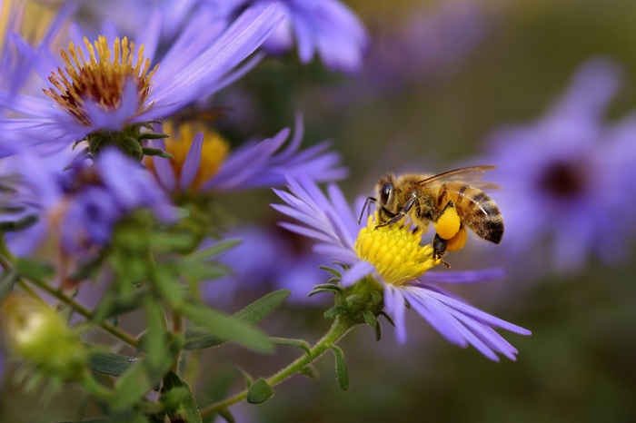 Abeille en plein travail