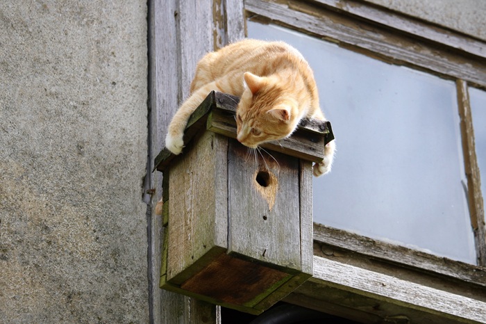Les chats sont un véritable danger pour la biodiversité lorsque celle-ci est à portée de patte