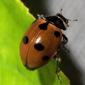 Coccinelle à 11 points pour leutter contre les pucerons du rosier et jaunes du laurier rose