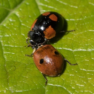 Coccinelle à 2 points pour se débarrasser des pucerons des arbres fruitiers et ornementaux.