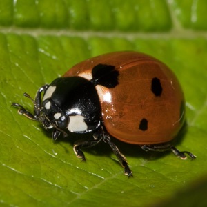 La coccinelle à 7 points est recommandée pour éliminer les pucerons du potager