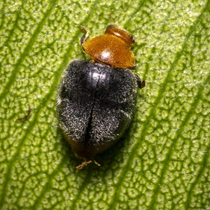 La coccinelle Cryptolaemus montrouzieri est un très bon auxiliaire pour lutter contre les différentes espèces de cochenilles farineuses.