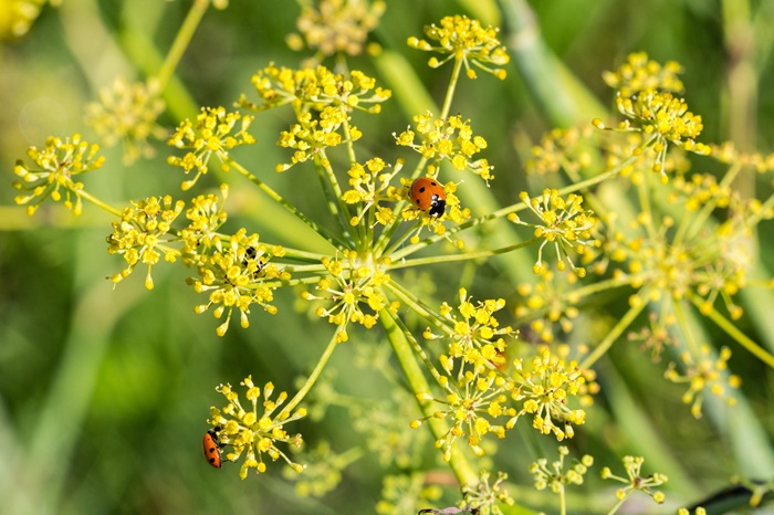 Les fleurs d'aneth ou de fenouil fournissent de la nourriture aux coccinelles.