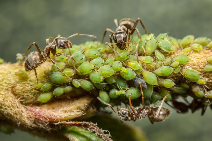 Les fourmis défendent les pucerons en échange de leur miellat.