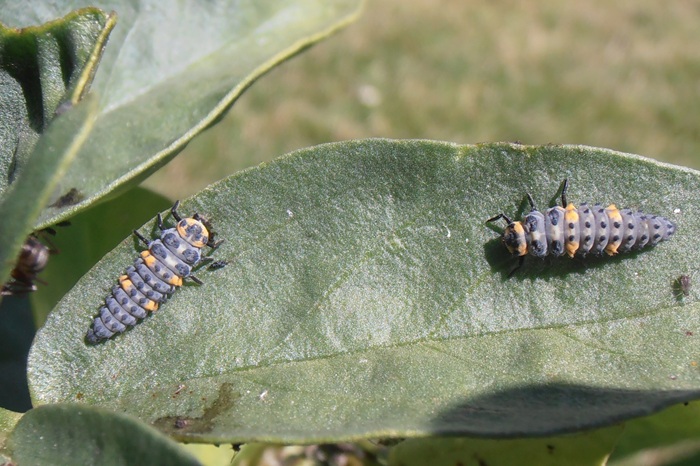 2 larves de coccinelle à 7 points sur une feuille de fève.