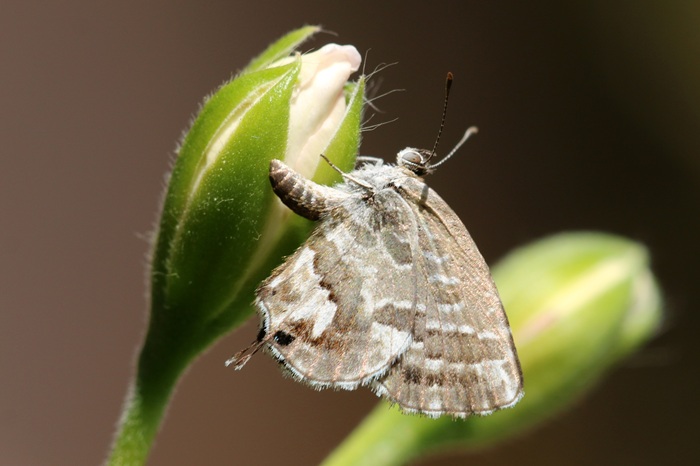 Papillon du géranium déposant ses oeufs sur un bouton floral.