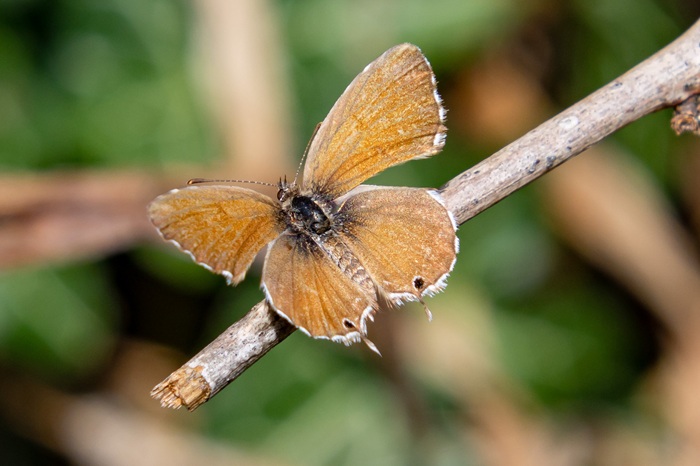 Papillon du brun de géranium, Cacyreus marshalli, ailes ouvertes.