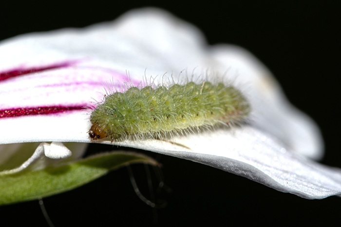 Chenille verte et poilue sur un géranium : le brun du pelargonium.