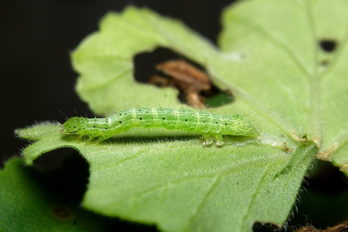 Noctuelle sur une feuille de géranium