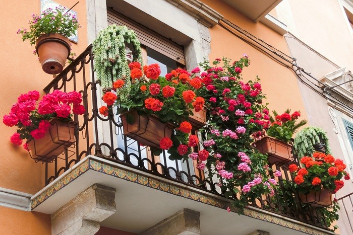 Ces jardinières de géranium attirent le brun du pélargonium.