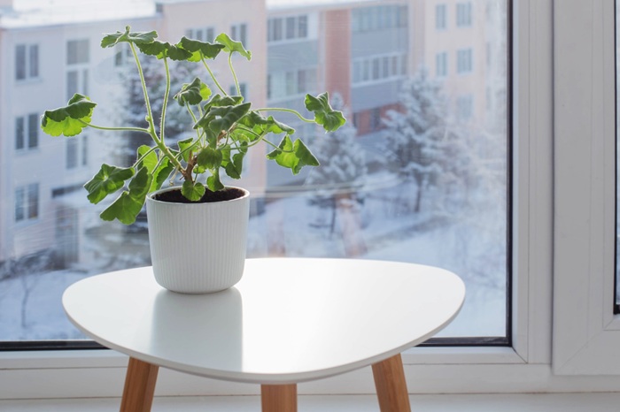 Des géraniums rentrés durant l'hiver peuvent contenir des chenilles du géranium