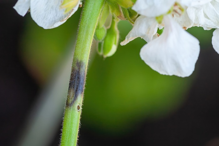 Un trou dans une tige de fleur du géranium : il s'agit probablement du brun du pélargonium.