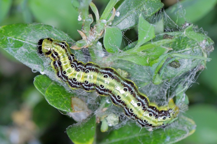 La pyrale du buis peut être contrôlée efficacement grâce à la lutte biologique.