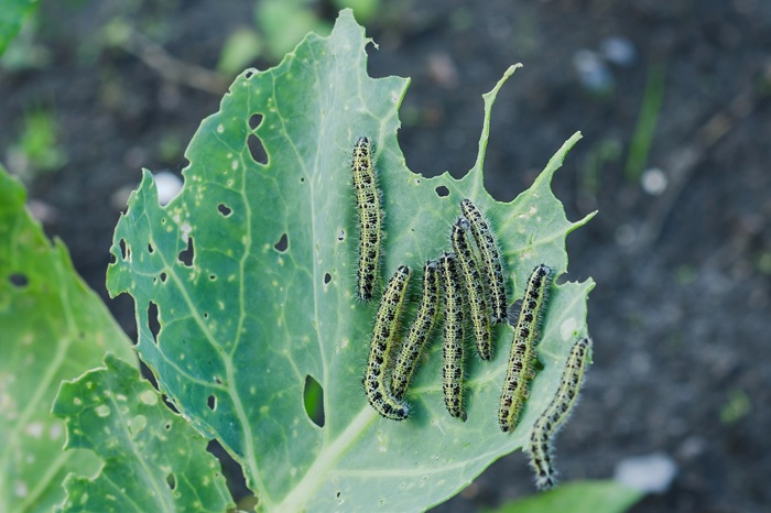 Les chenilles de piéride dévorent les feuilles de choux.