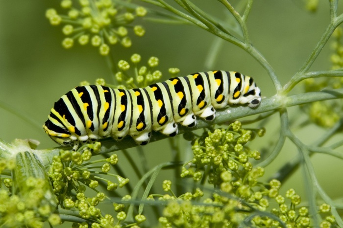 Grosse chenille verte dévorant de l'aneth : la chenille du machaon, un des plus grands papillons de nos régions.