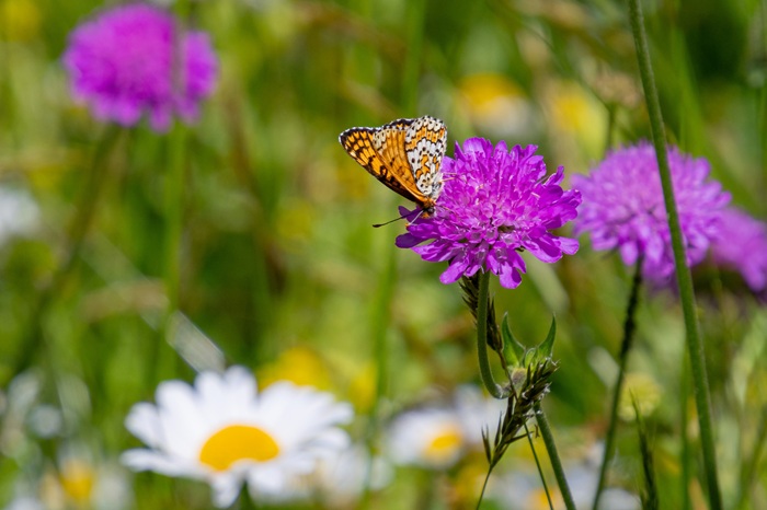 Ce mélange de graines de fleurs bio attire les papillons au jardin