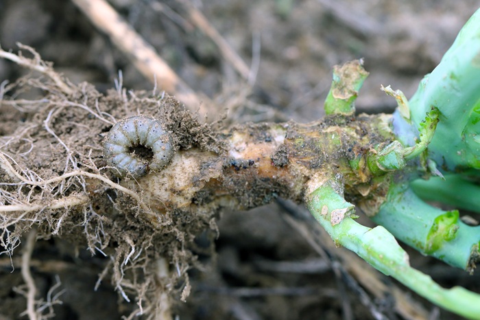 Racines et collet de chou dévorés par une chenille dans le sol.