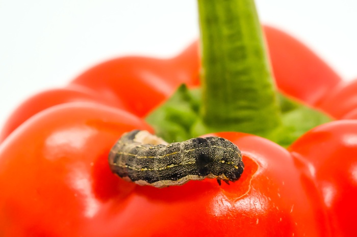 Noctuelle de la tomate s'attaquant à un poivron.