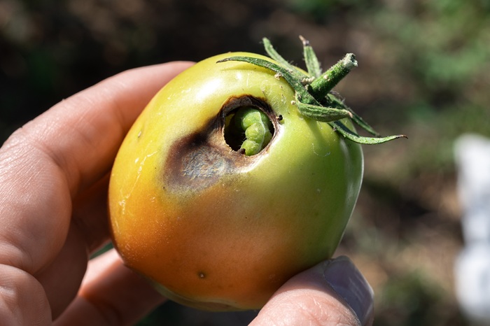 Grosse chenille verte dans une tomate.