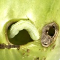 Chenille verte dans une tomate : la noctuelle arpenteuse de la tomate et de l'artichaut.