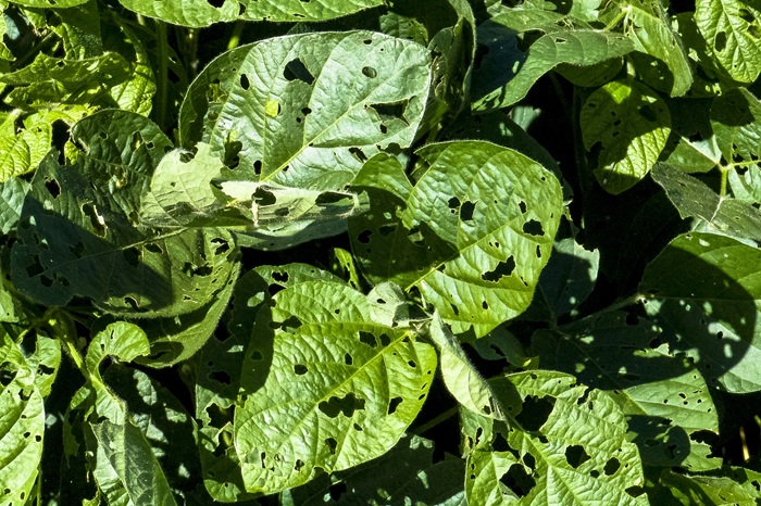 Plant potager attaqué par la noctuelle gamma