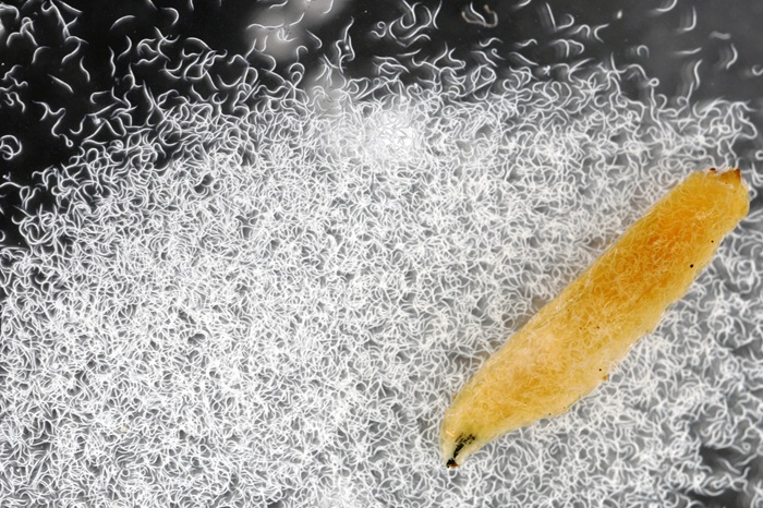 Nématodes sortant d'une larve parasitée