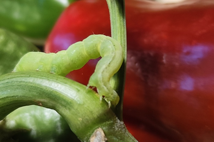 Chenille verte se déplaçant en s'arquant : chrysodeixis chalcites