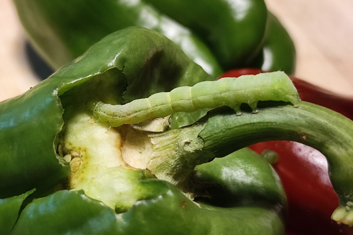 Une chenille verte dans un poivron : il s'agit de la noctuelle arpenteuse de la tomate et artichaut.