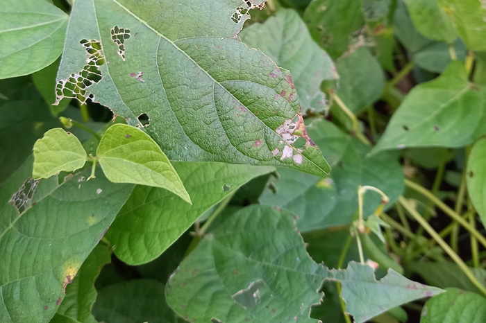 La noctuelle gamma est une chenille verte très vorace, elle dévore le feuillage des haricots.