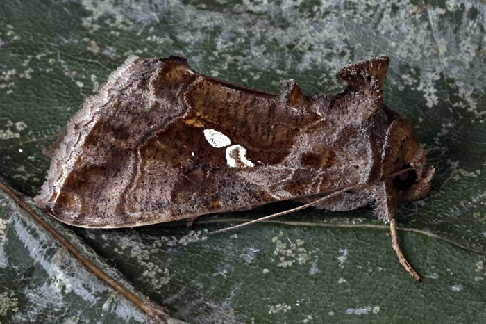 Le papillon de Chrysodeixis chalcites possède 2 taches blanches caractéristiques sur chaque aile.
