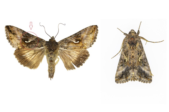 Identification de la noctuelle gamma grâce aux taches en forme de "y" sur les ailes antérieures.
