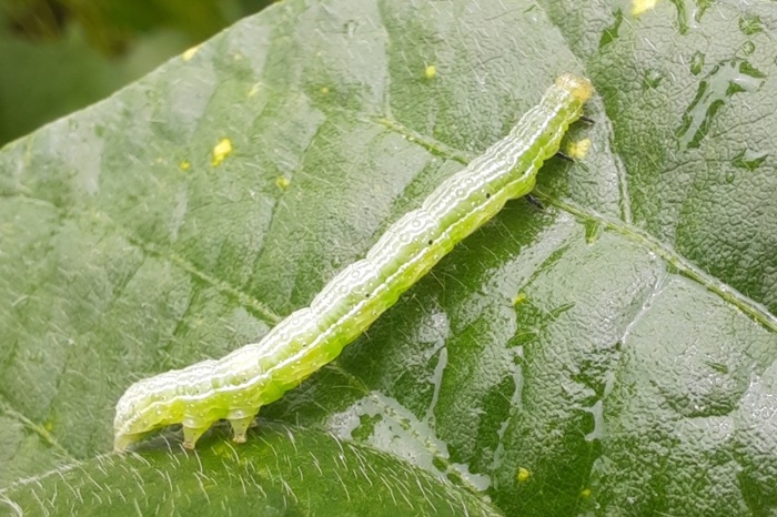 Chenille verte sur un plant de haricot : il s'agit de la noctuelle gamma