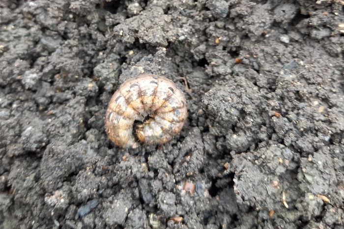 Chenille dans la terre du potager : un ver gris également appelé noctuelle terricole.
