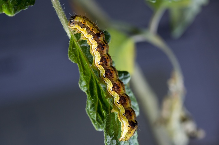 Chenille de la noctuelle de la tomate sur une feuille