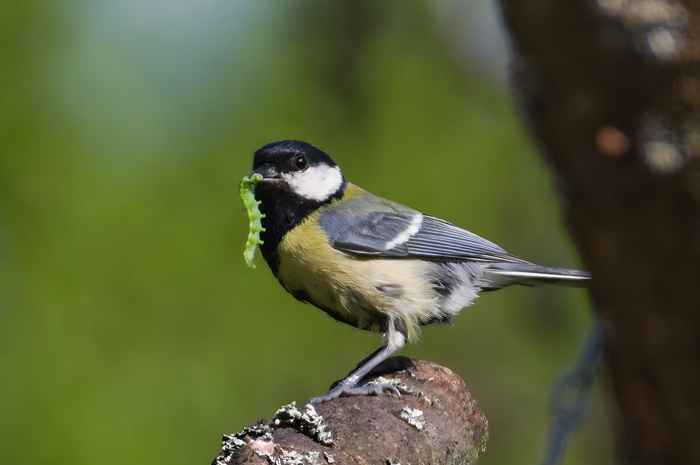 Mésange avec une chenille de noctuelle dans le bec.