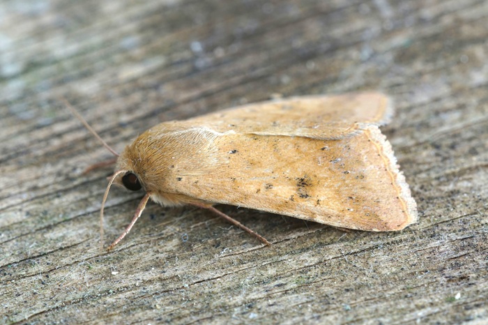 Le papillon de la noctuelle de la tomate présente des variations de couleur, ici il est plutôt clair.