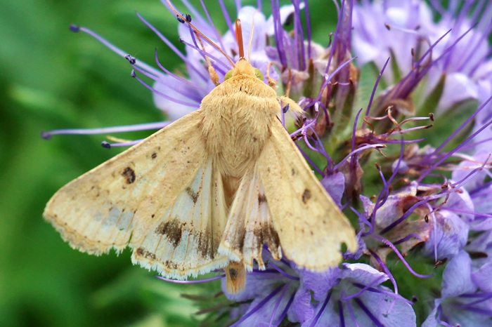 Helicoverpa armigera butinant sur une fleur de phacélie avant sa migration.