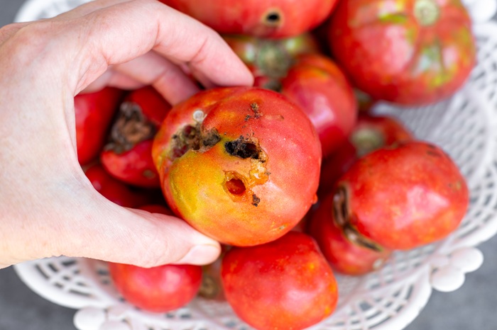Récolte de tomate détruite par la noctuelle Helicoverpa armigera