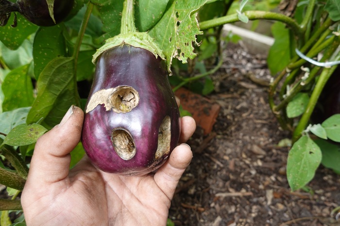 La noctuelle de la tomate creuse des trous et galeries dans les aubergines.