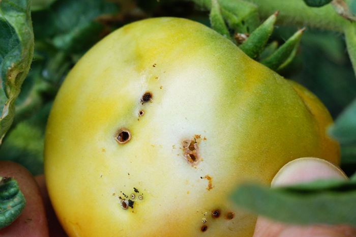 Ces petits trous sur cette tomate verte sont caractéristiques d'une attaque de noctuelle de la tomate.