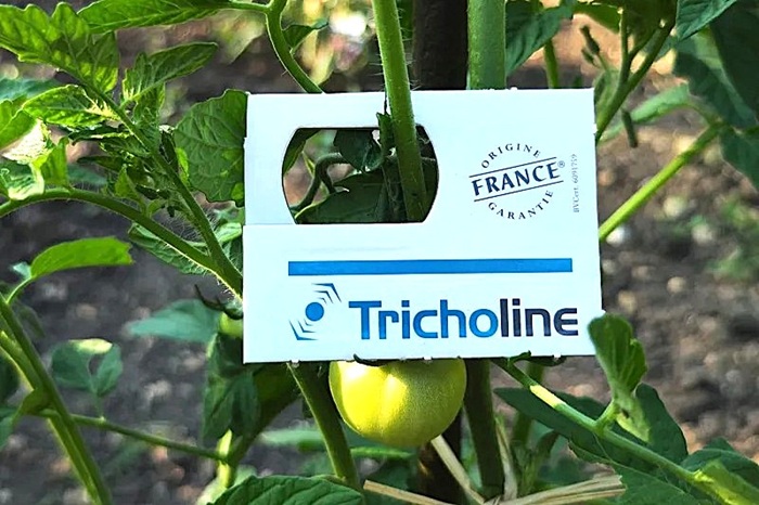 Un diffuseur de trichogrammes sur un plan de tomate pour lutter contre les noctuelles.
