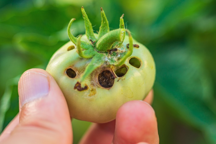 Tomate attaquée par un chenille de noctuelle
