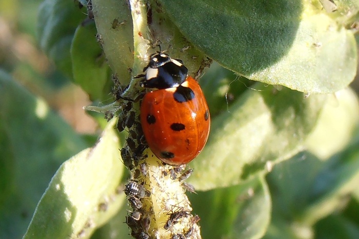 La coccinelle est l'auxiliaire de lutte biologique le plus connu.
