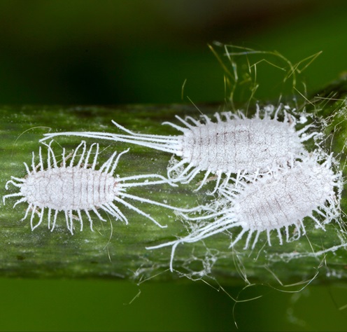 Cochenille farineuse à longue queue (Pseudococcus longispinus) sur tige d'orchidée