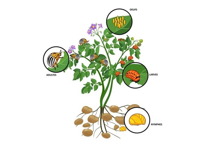 Cycle de développement du doryphore