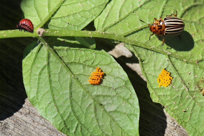 Oeufs, larve et adulte doryphore