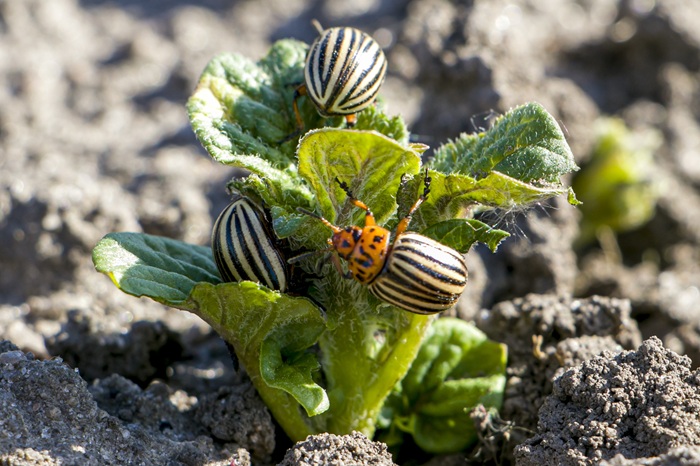 Dès la sortie des premières feuilles de pomme de terre, les doryphores apparaissent.