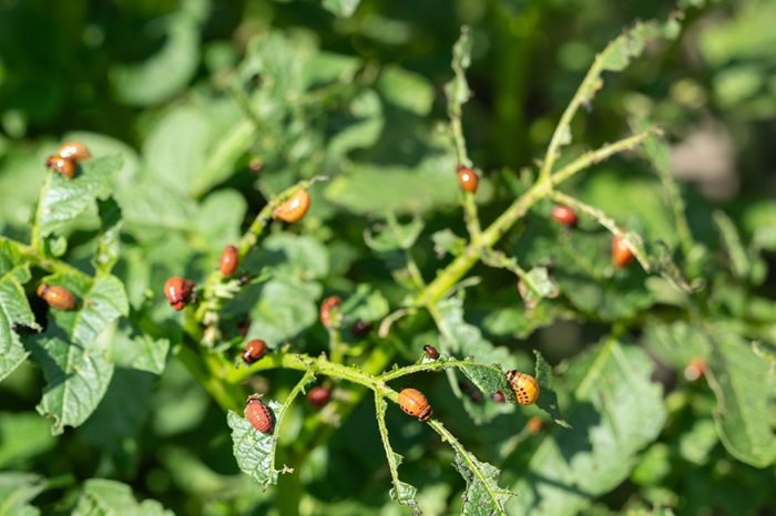 Larves de doryphore dévorant des feuilles de pomme de terre