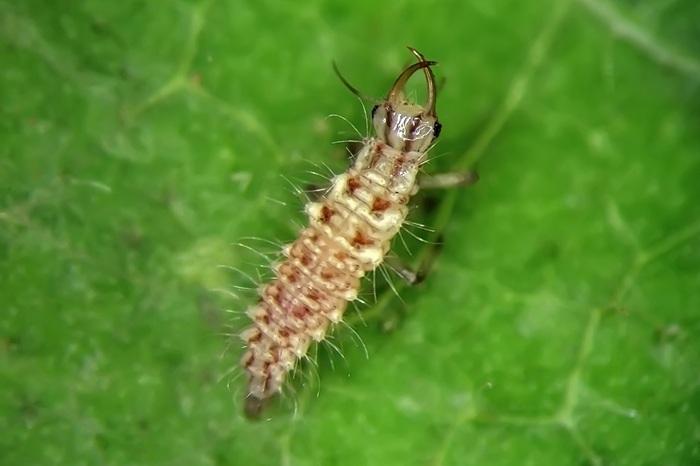 Cette jeune larve de chrysope peut s'attaquer aux oeufs des doryphores.