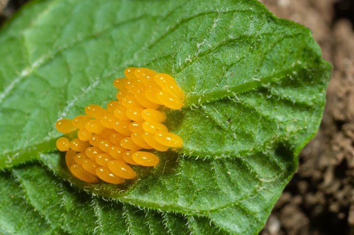 Dès l'apparition des premières pontes des doryphores, vous pouvez appliquer les larves de chrysopes